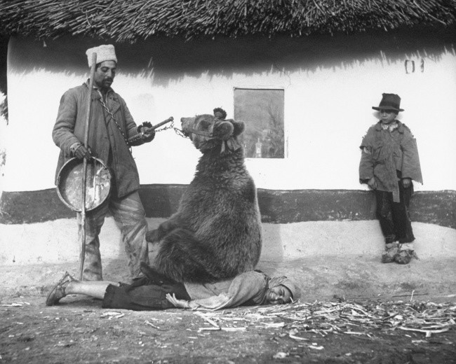 Tratarea de spate cu urs. RomÃ¢nia 1946.